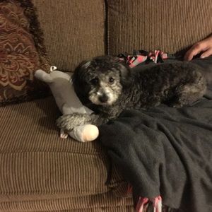 Meet your Posher, Gloria